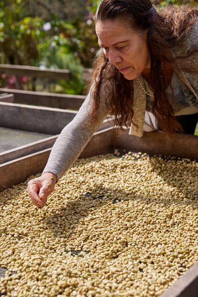 Organic Coffee & Tea Sample Gift Pack, Specialty Multipack Sampler