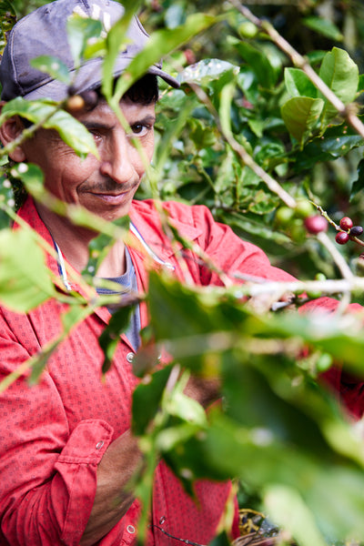 Organic Coffee & Tea Sample Gift Pack, Specialty Multipack Sampler